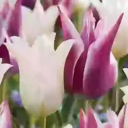 Two Tone Mixture
